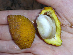 Garcinia acuminata